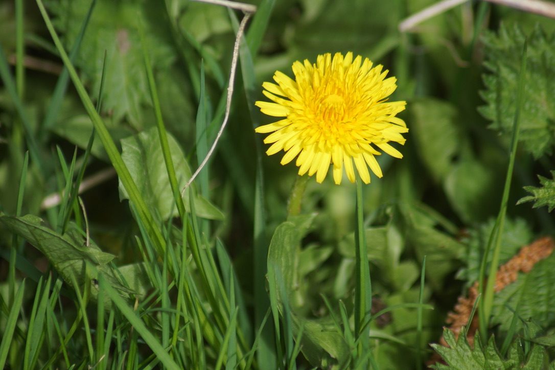 Dandelion 