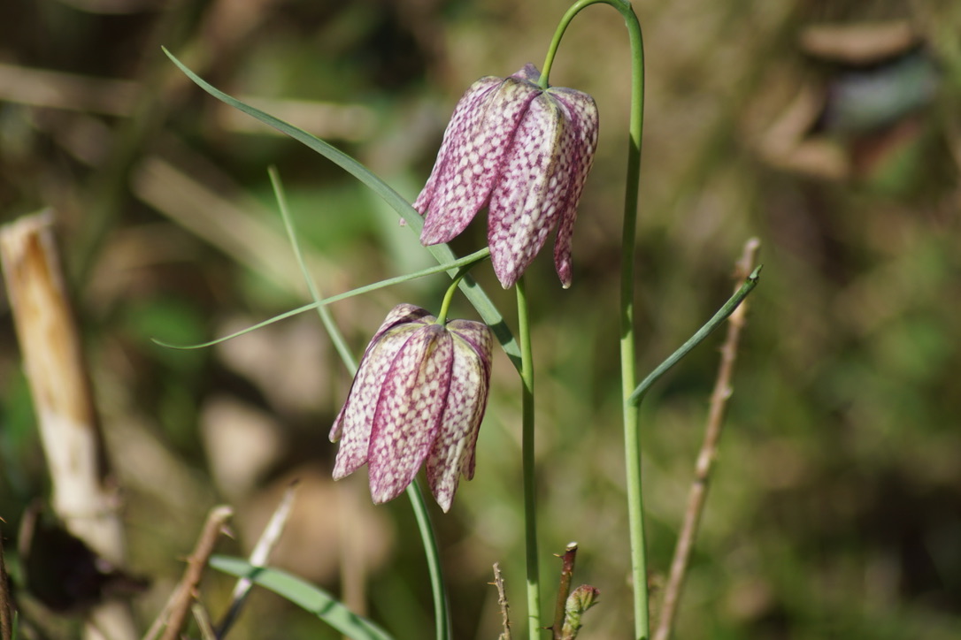 Snakes-head fritillary 