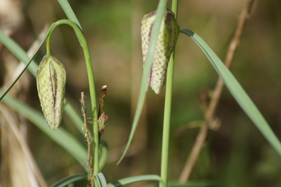 Snakes-head fritillary 