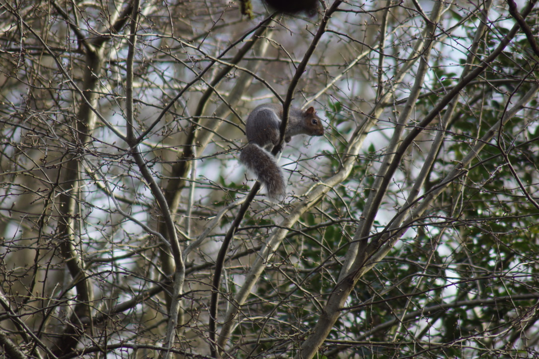 Grey squirrel 