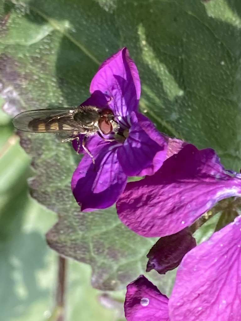 Chequered Hoverfly - Melanostoma scalare