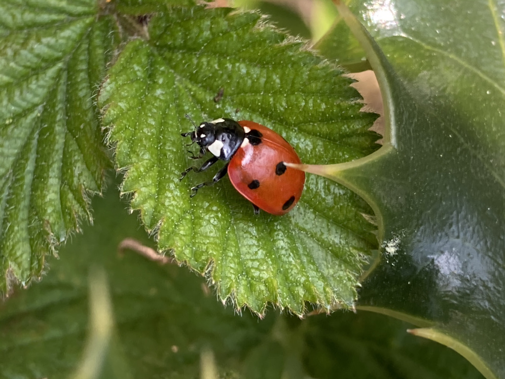 Five Spot Ladybird