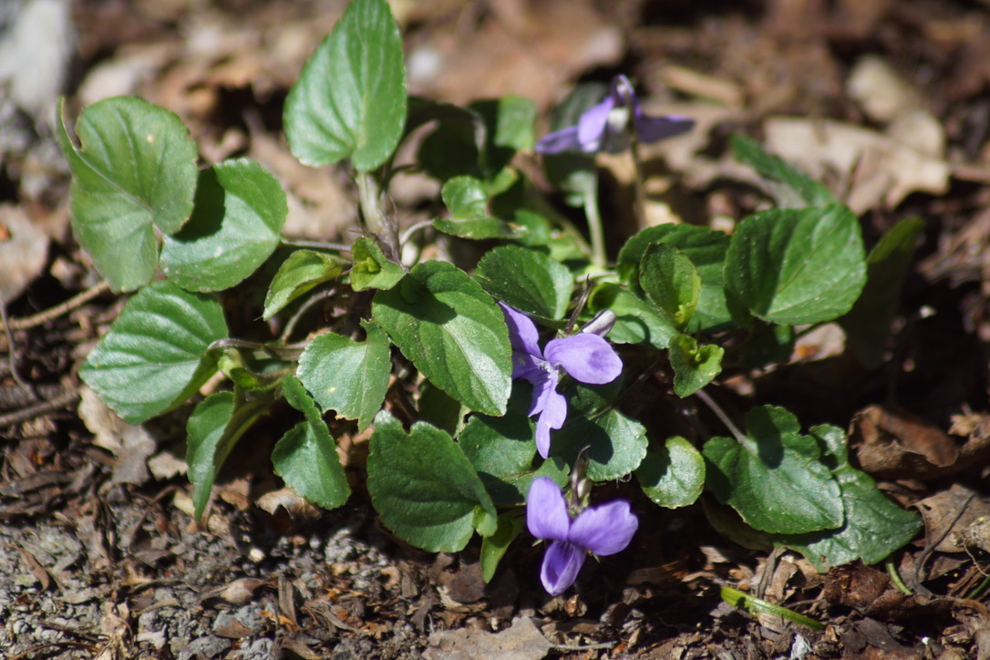 Common Dog Violets 