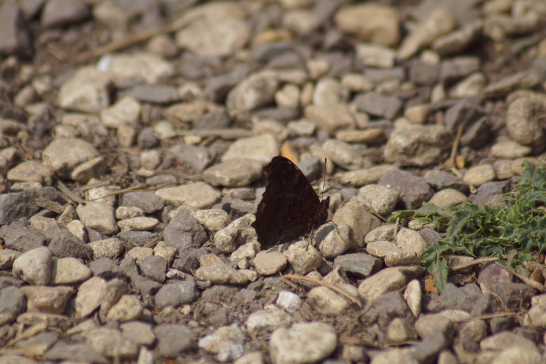 Peacock Butterfly