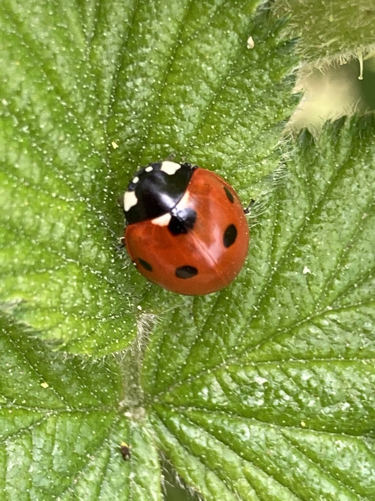 Five Spot Ladybird