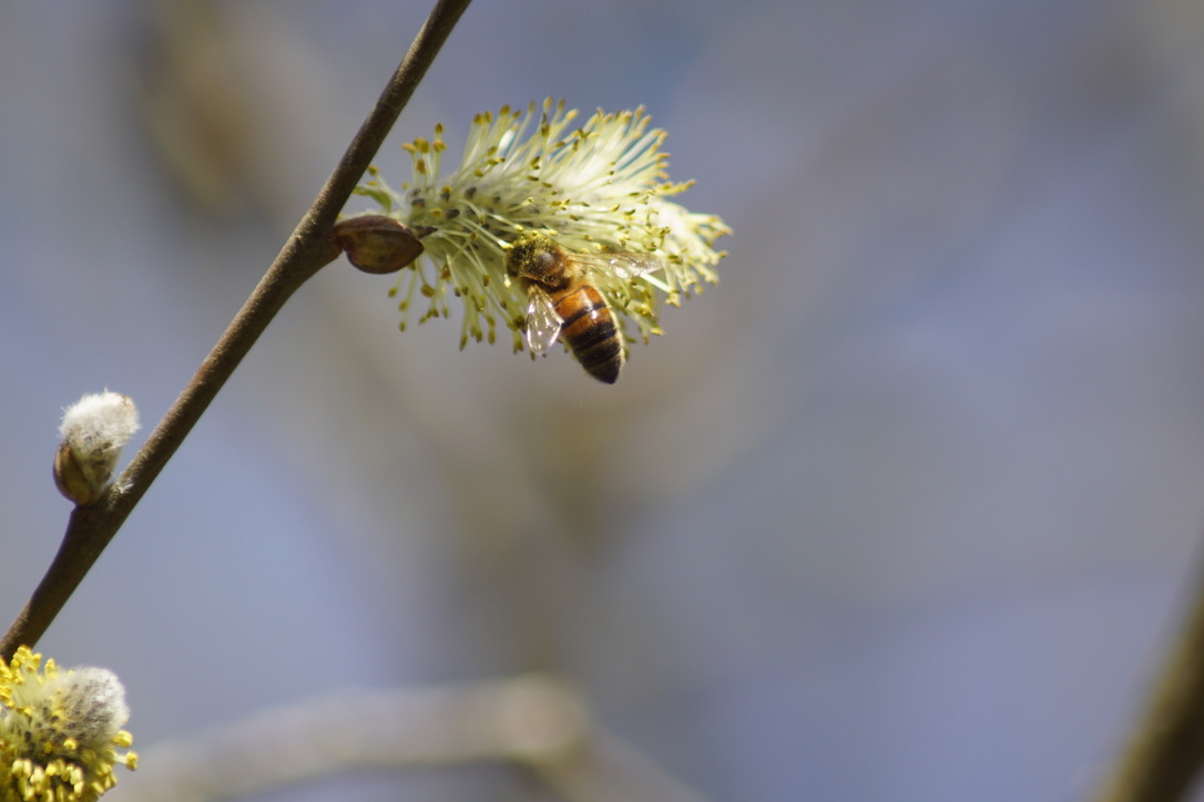 Honeybee on Goats Willow Catkins