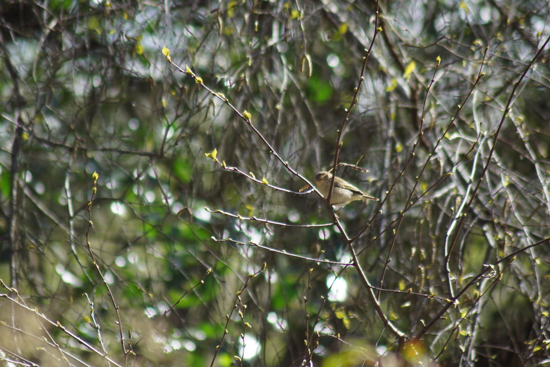 Wood Warbler 