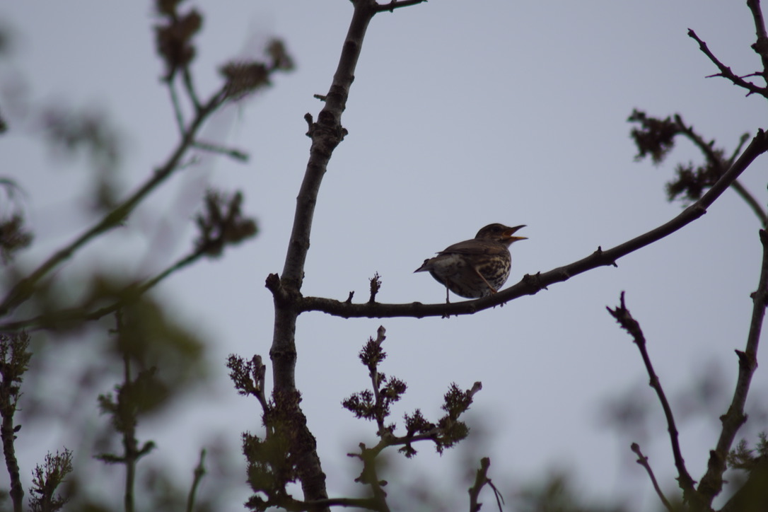 Song Thrush