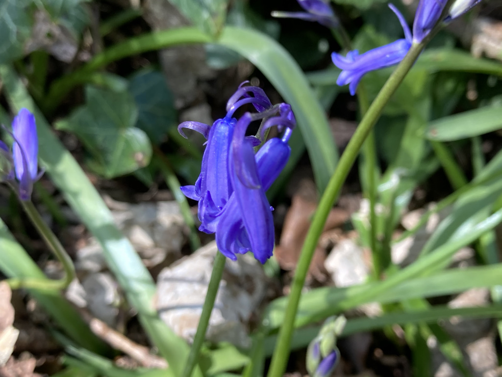 Blue Bells