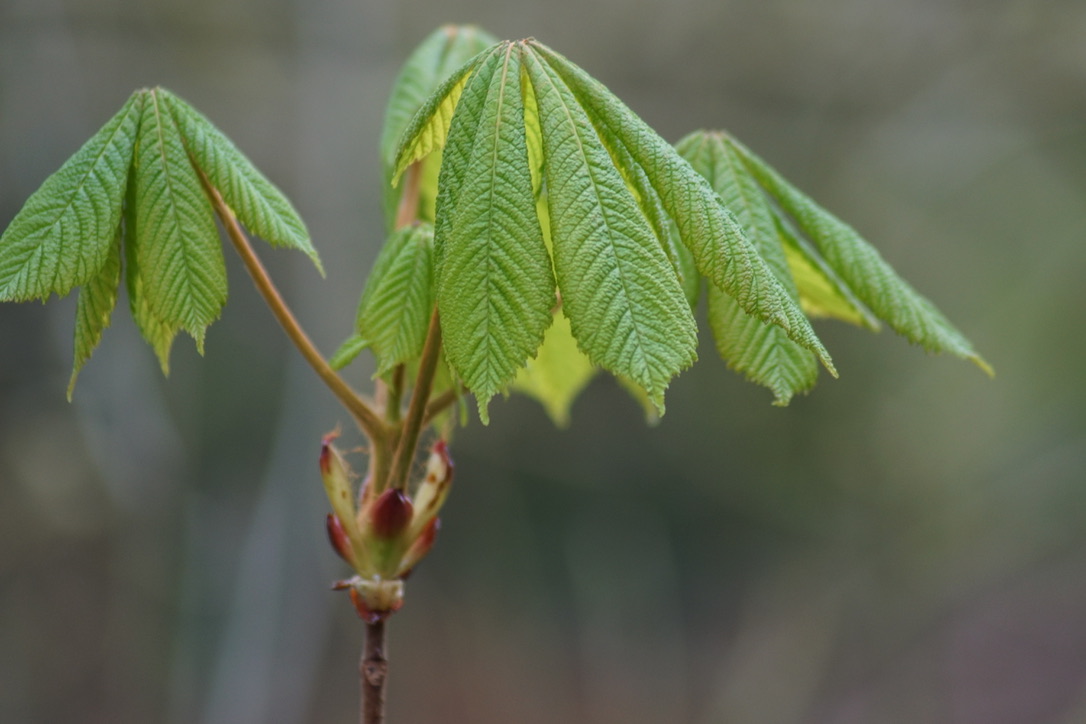 Horse Chestnut 