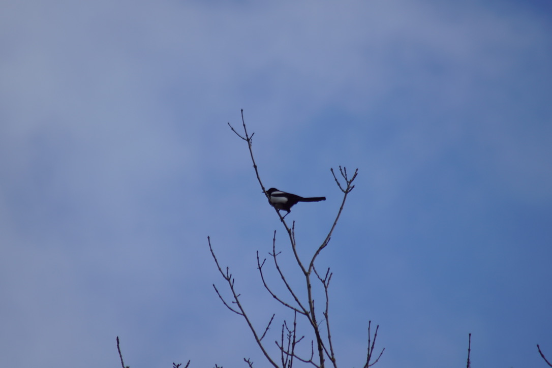 Magpie