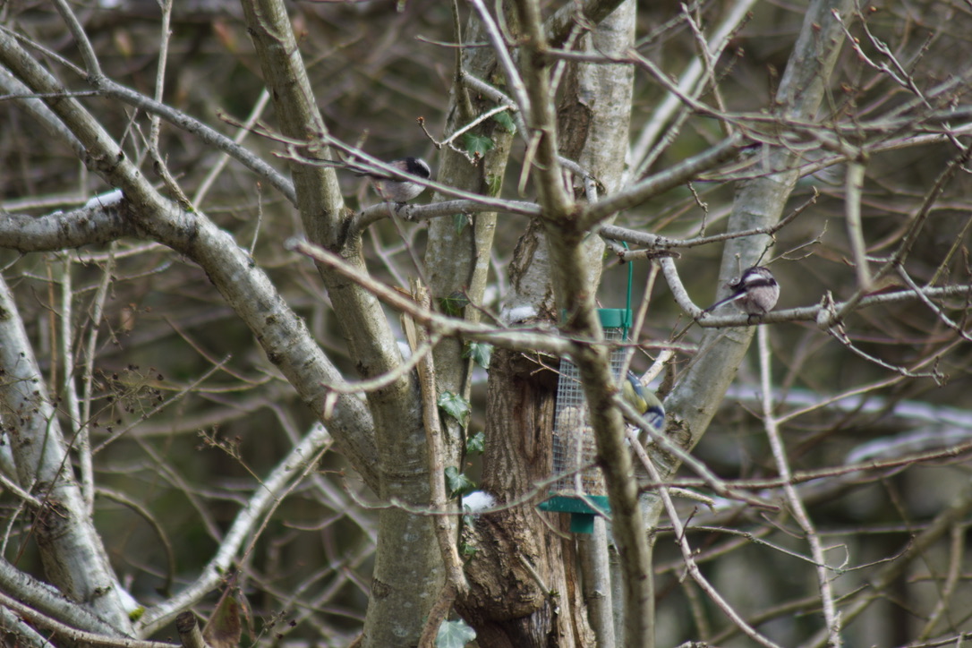 Blue Tit and long-tailed tits 