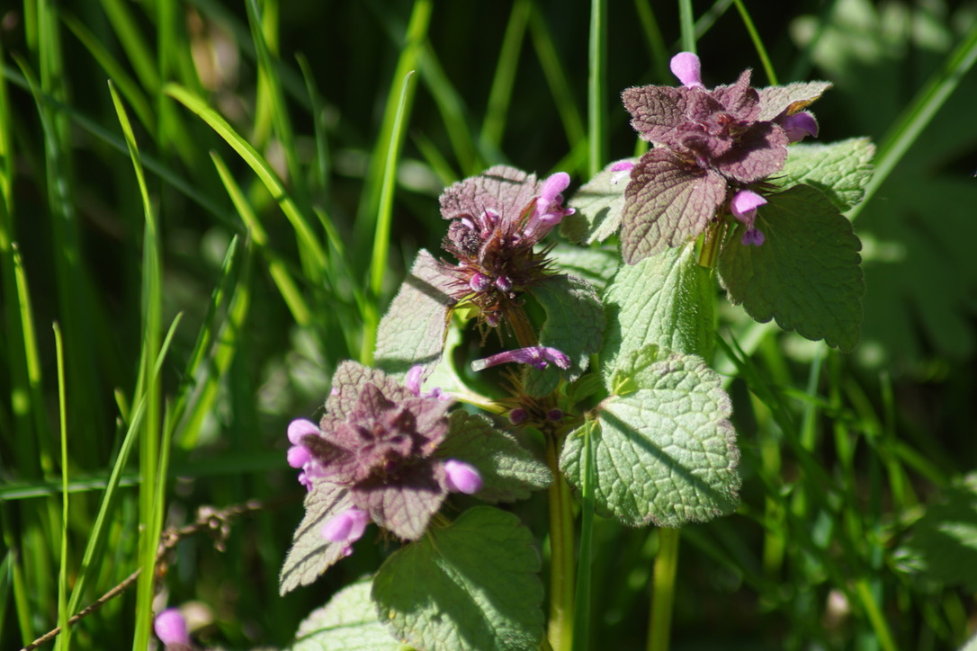 Dead Nettle