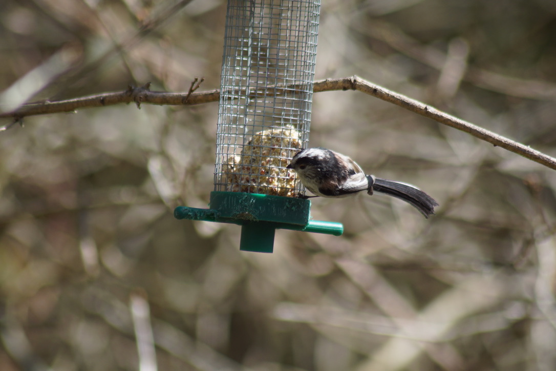 Long Tailed Tit