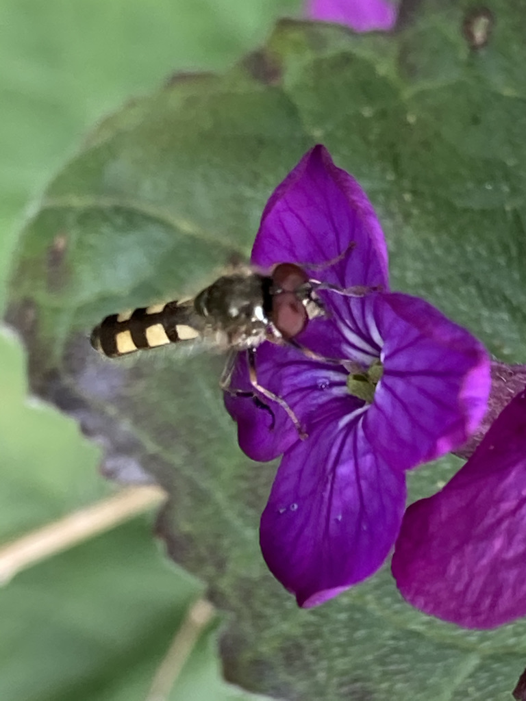 Chequered Hoverfly - Melanostoma scalare