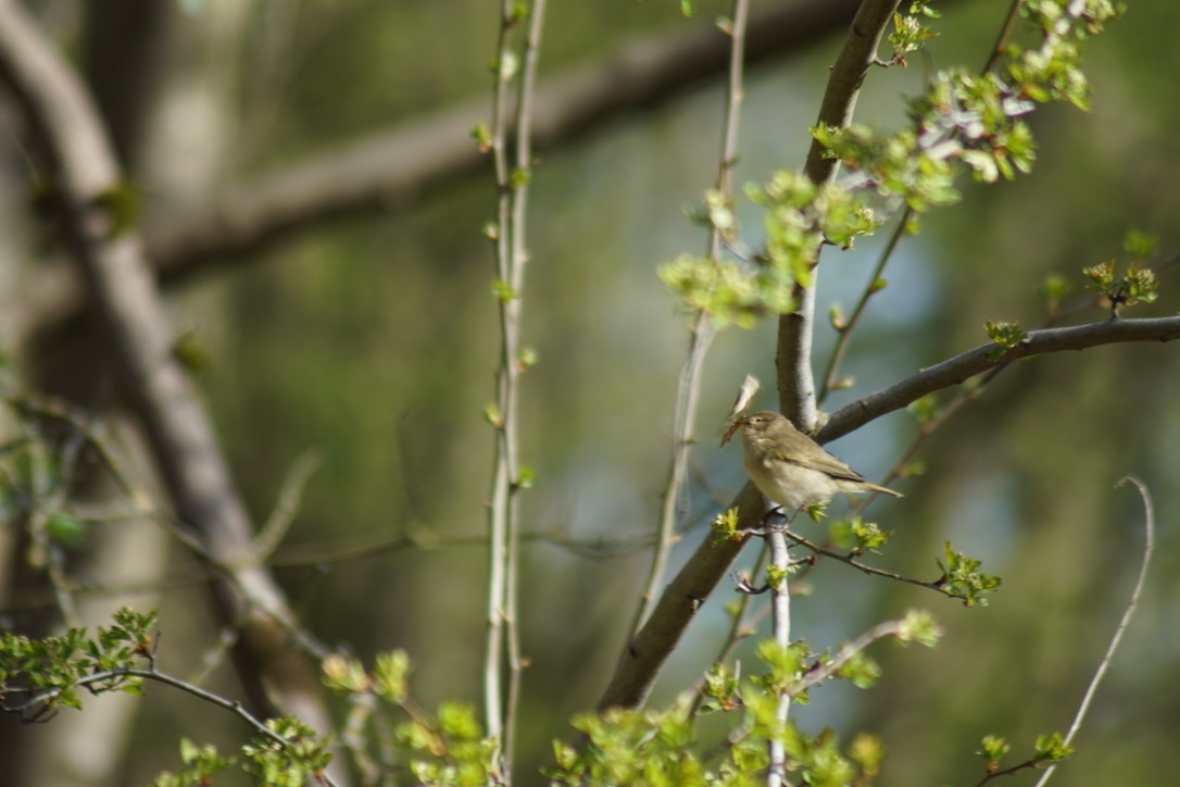 Wood Warbler 