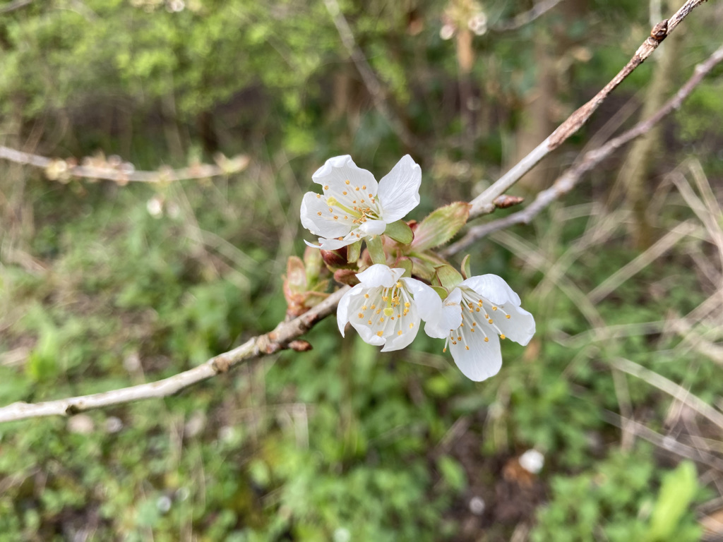 Wild Cherry