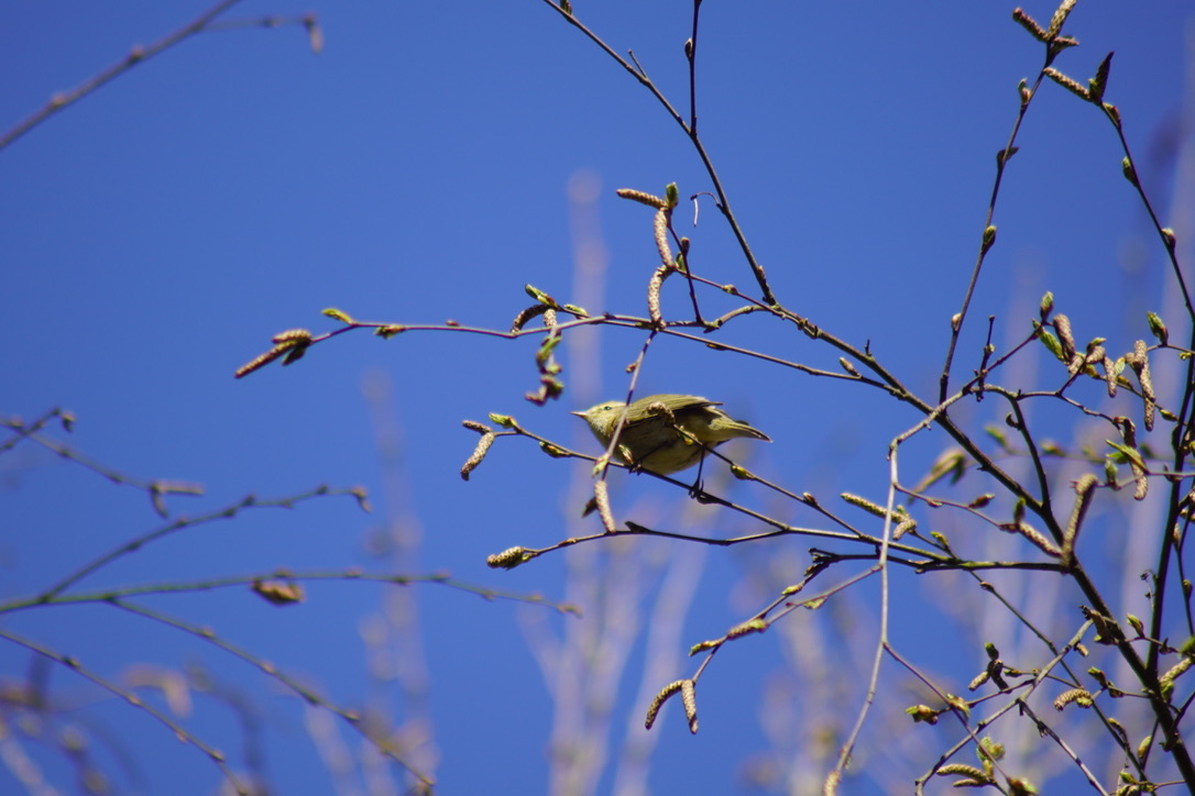 Wood Warbler 