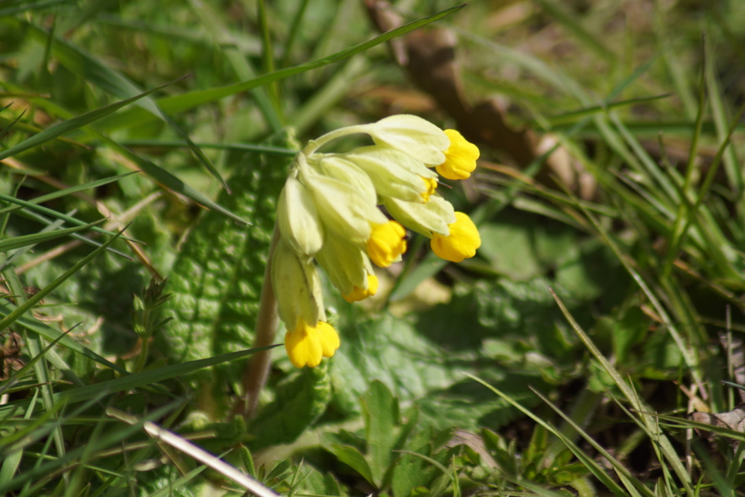 Cowslips