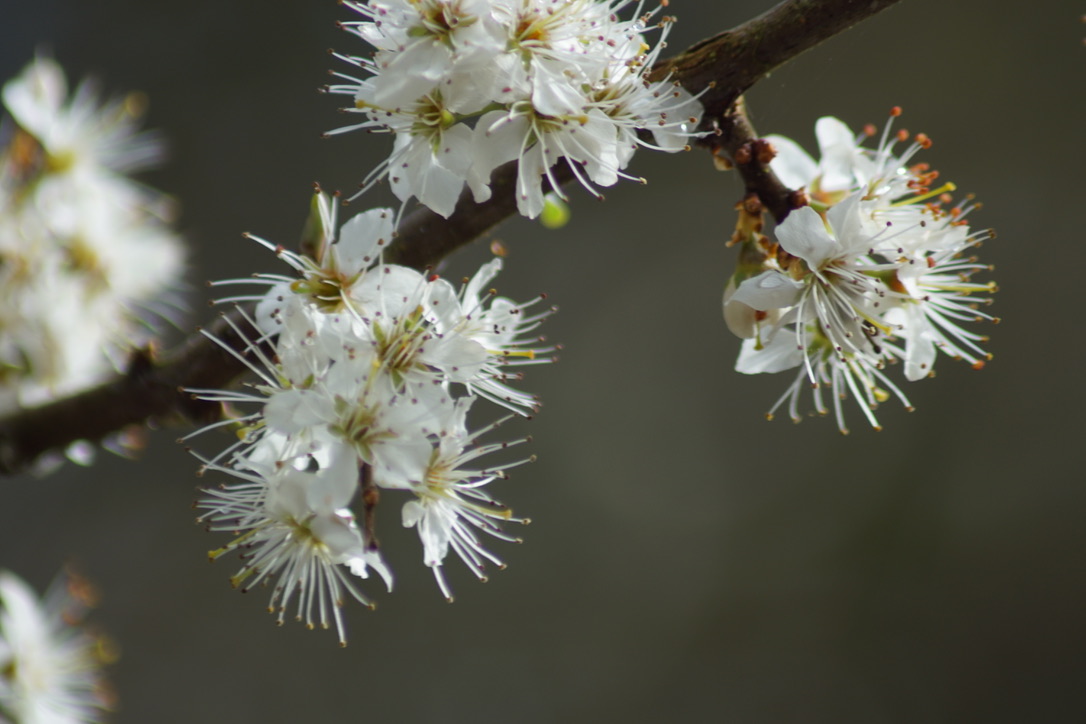 Blackthorn 