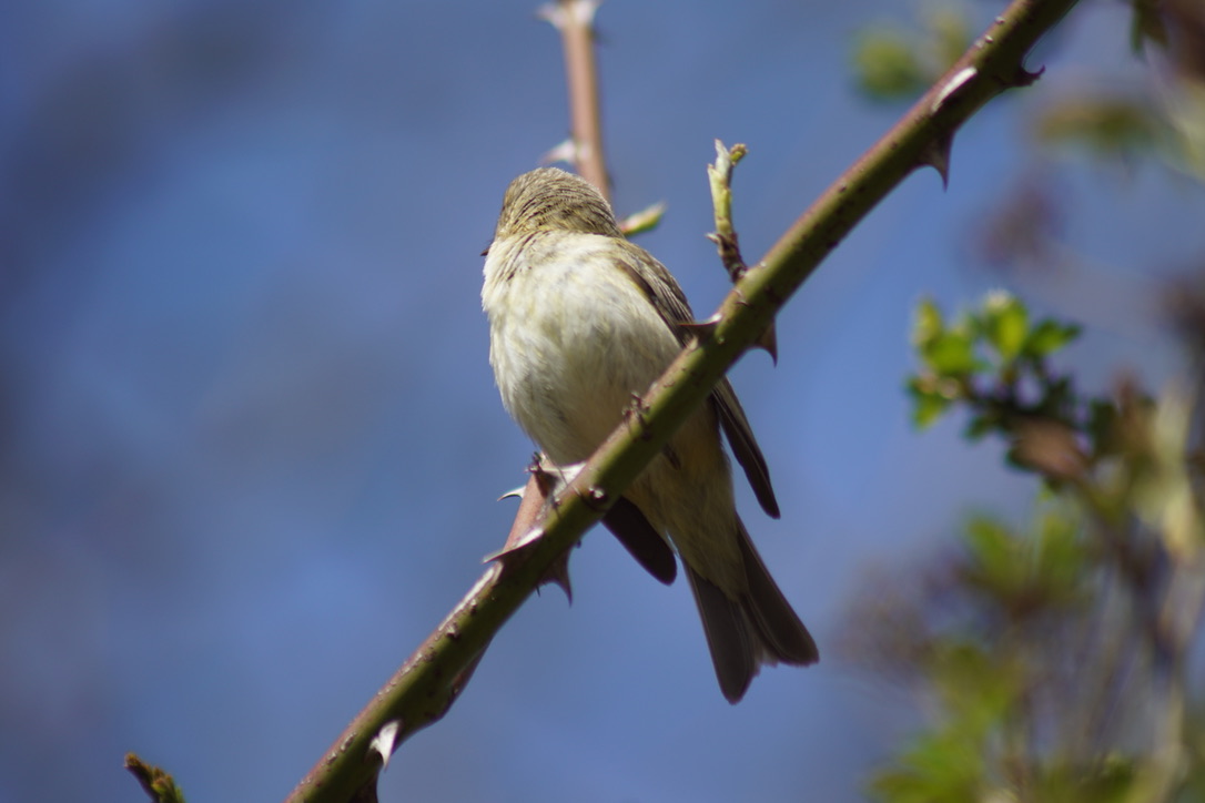 Chiffchaff 