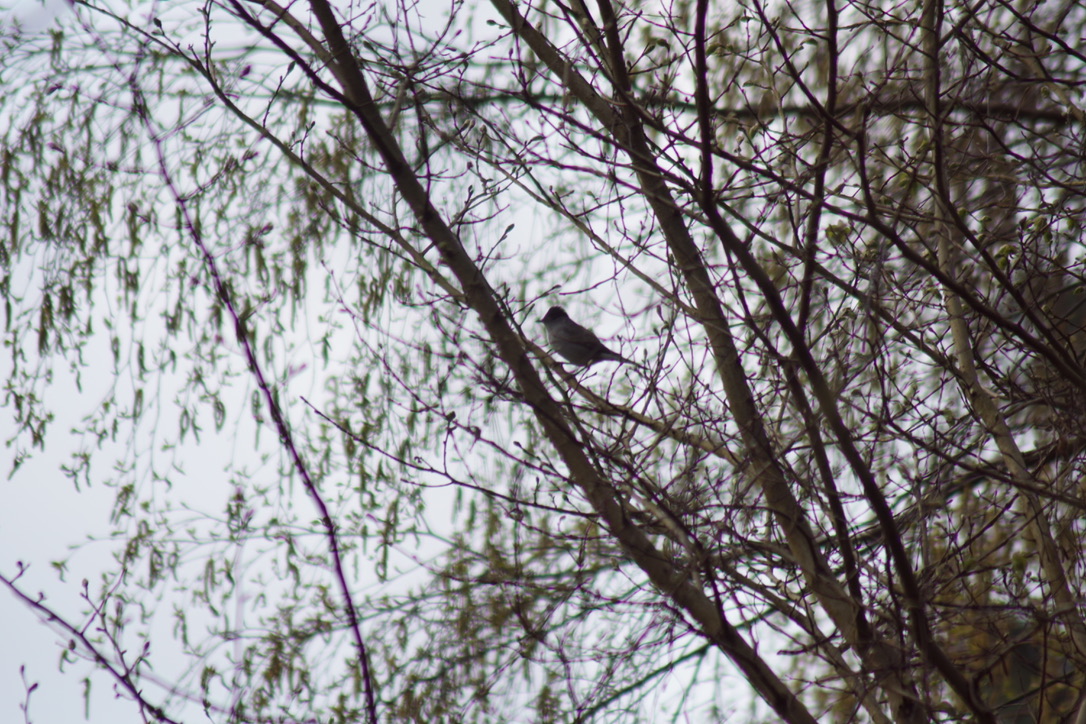 Blackcap 