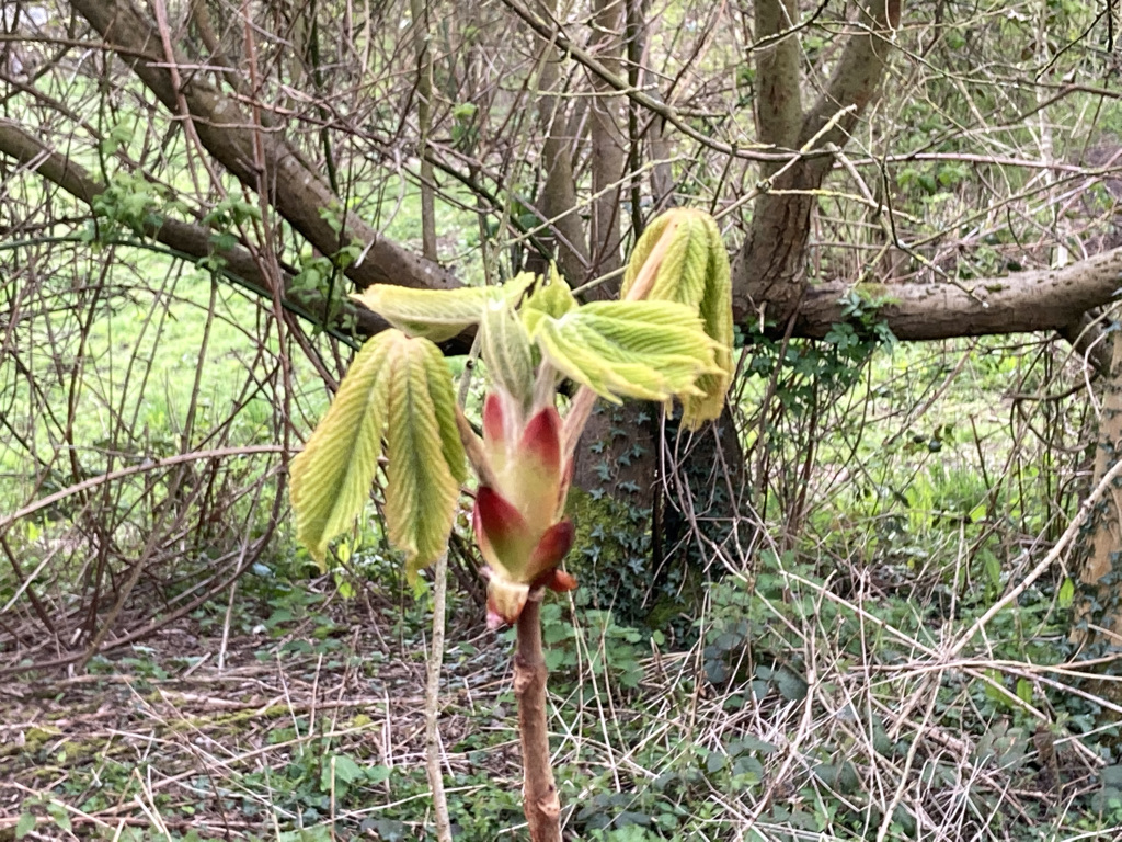 Horse Chestnut 