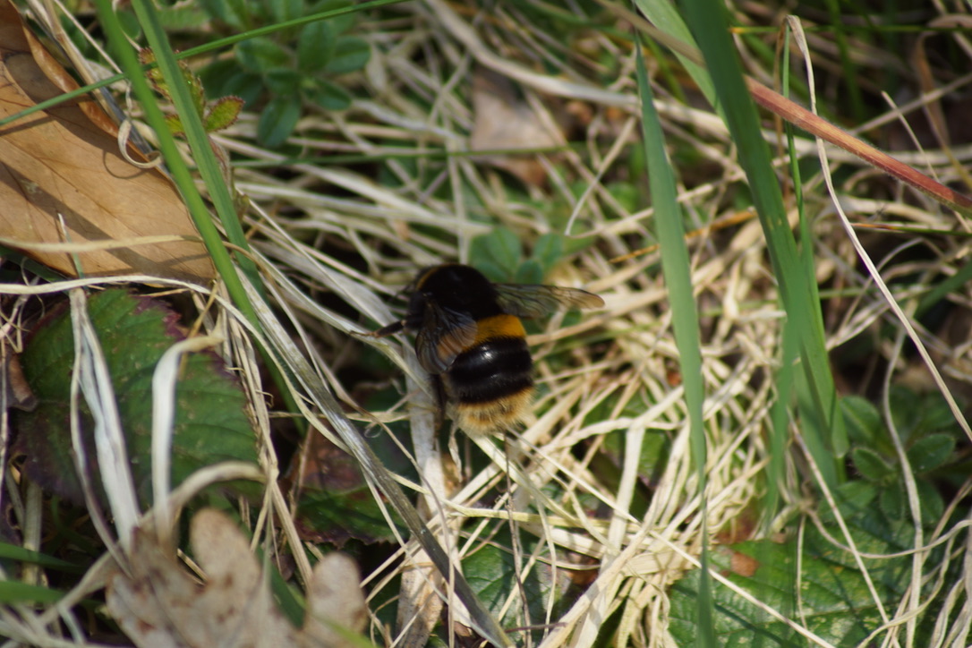 Buff-tailed Bumblebee