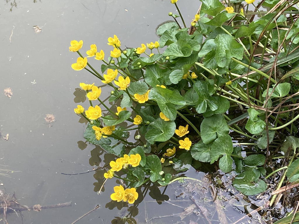 Marsh Marigold