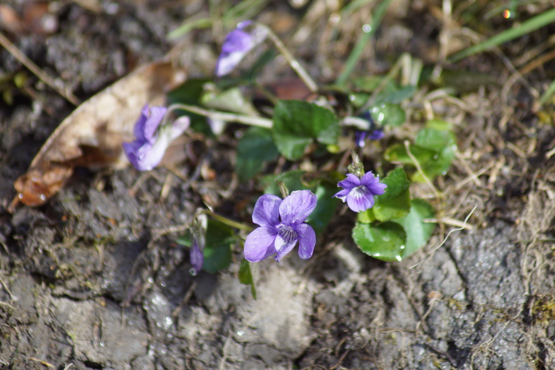 Common Dog Violets 