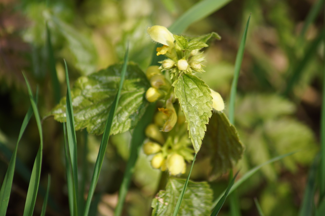 Yellow Archangel 