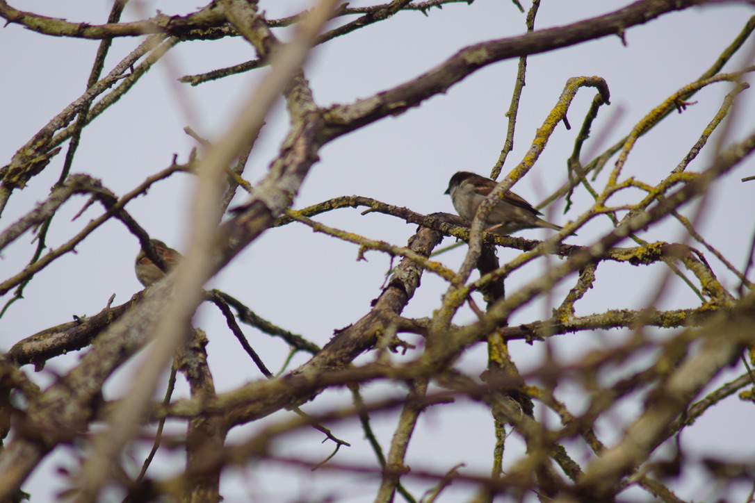 House Sparrow