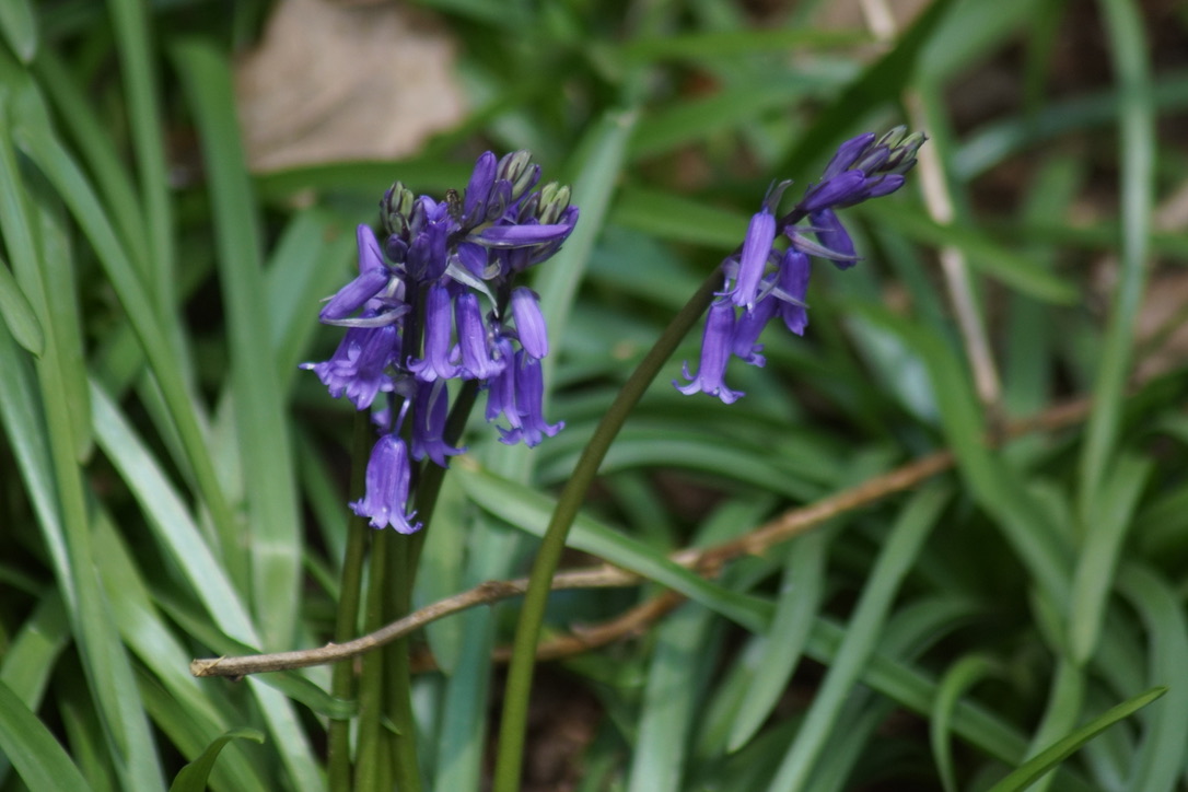 Bluebells