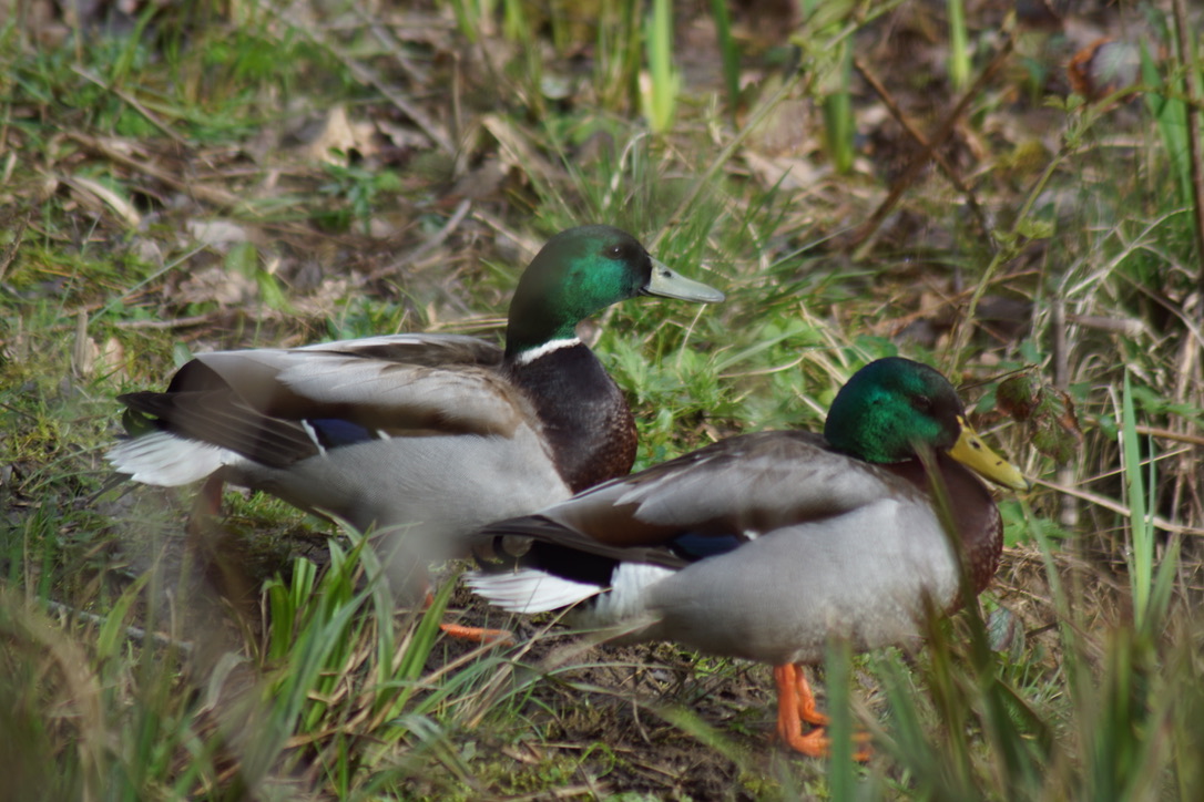 Two Mallard Drakes at the Pond