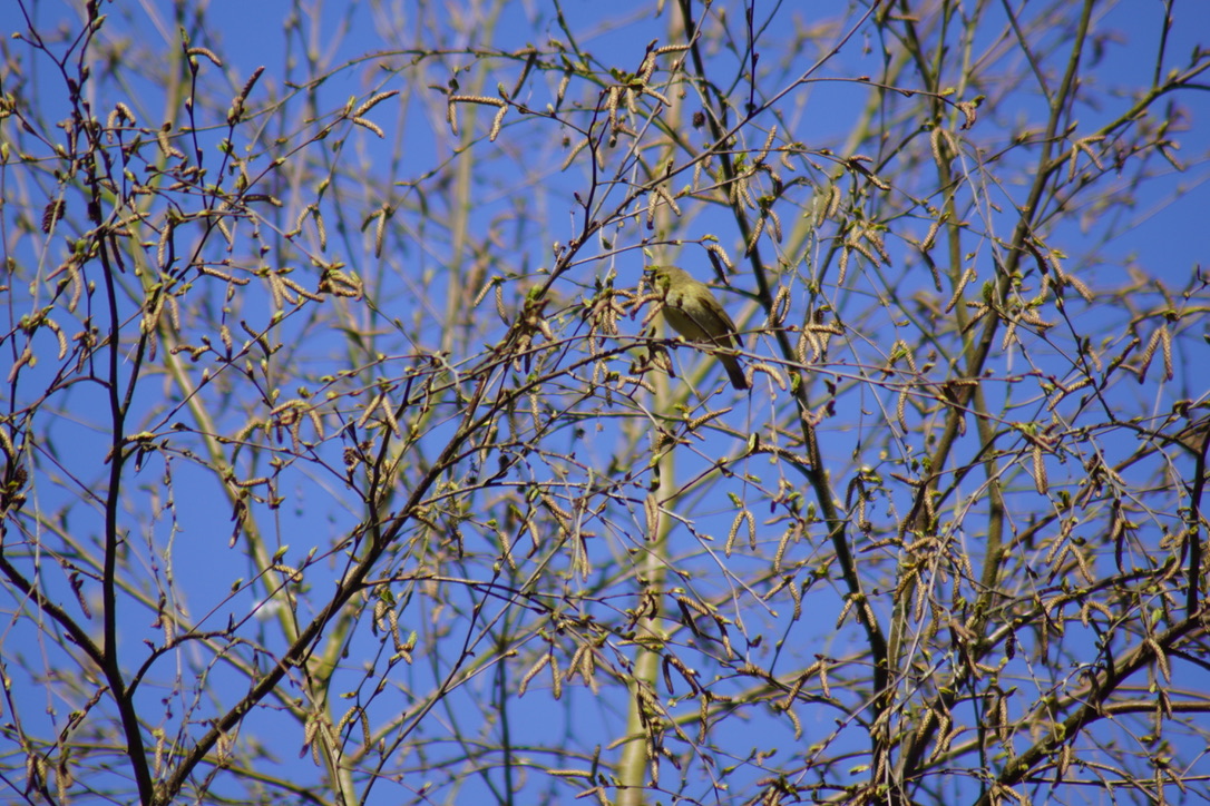 Wood Warbler 