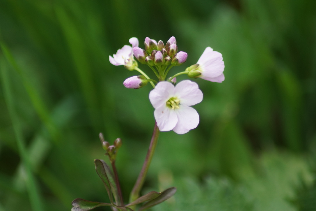 Cuckooflower