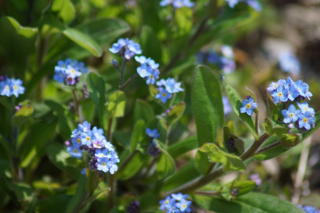 Forget-me-nots  