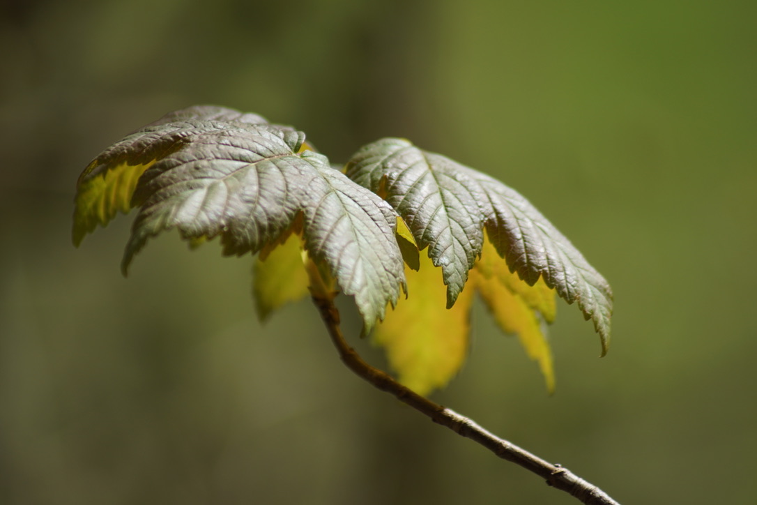 Sycamore