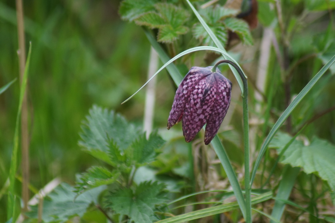 Snakeshead Fritillary 