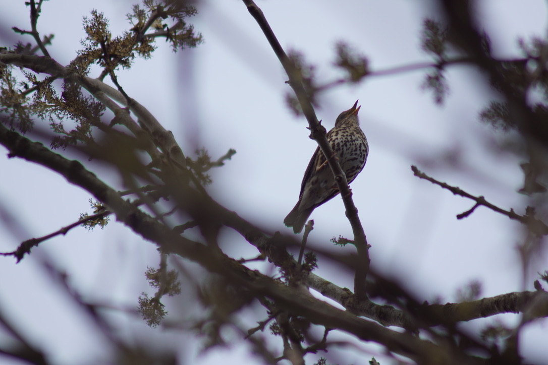 Song Thrush