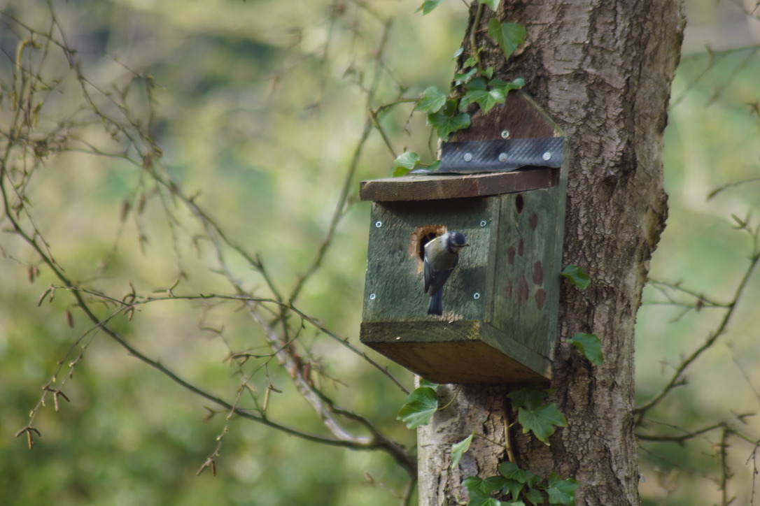 Nesting Blue Tit