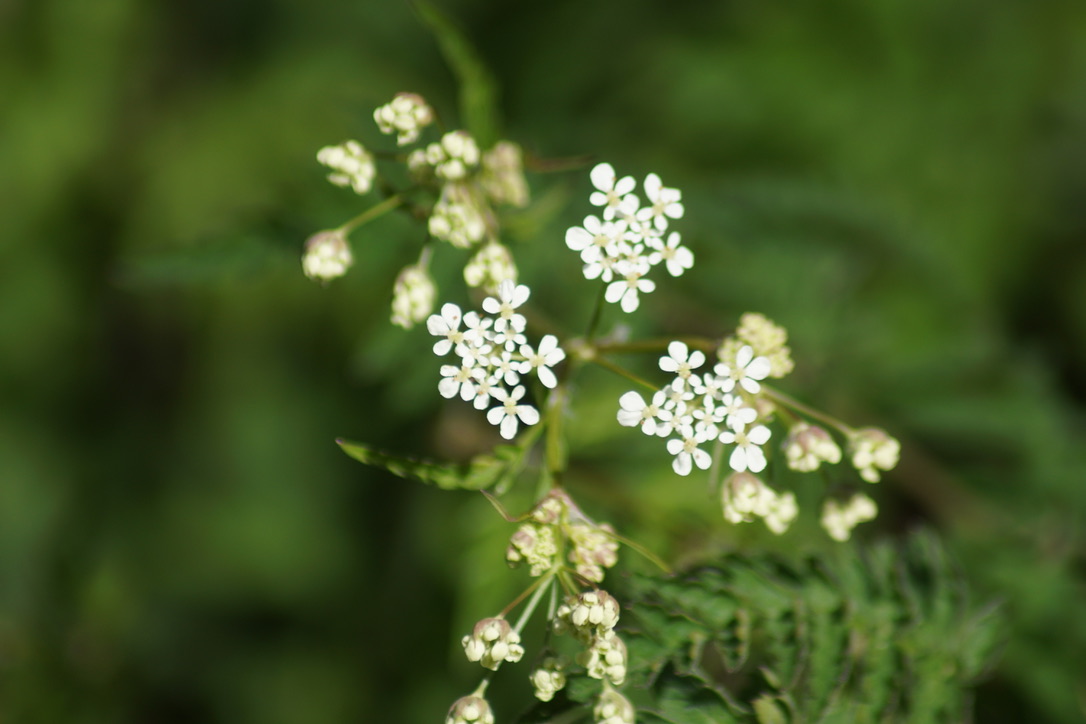 Cowparsley 