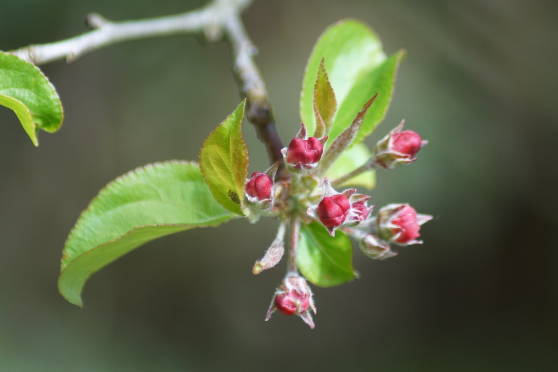 Crabapple 