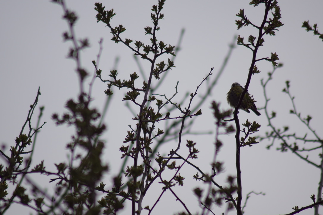 Blue Tit