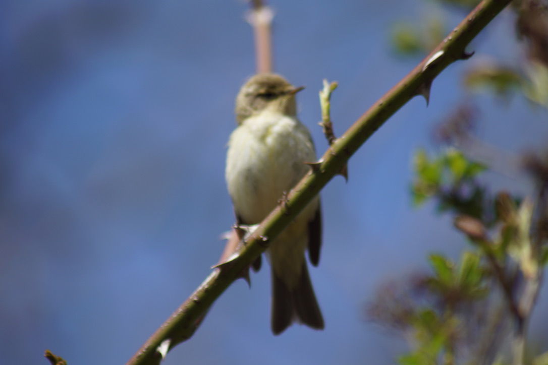 Chiffchaff 