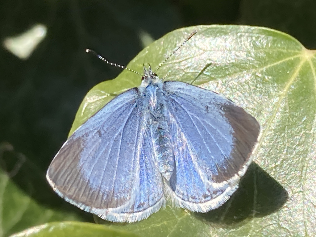 Holly Blue Butterfly