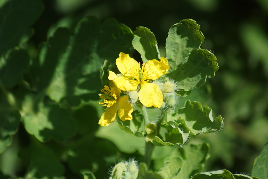 Possibly Wild Turnip - Brassica rapa