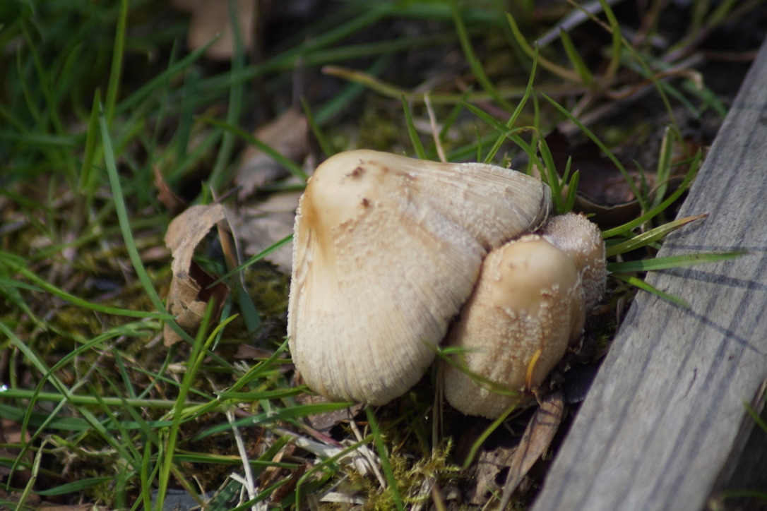 Mica cap - Coprinellus micaceus 