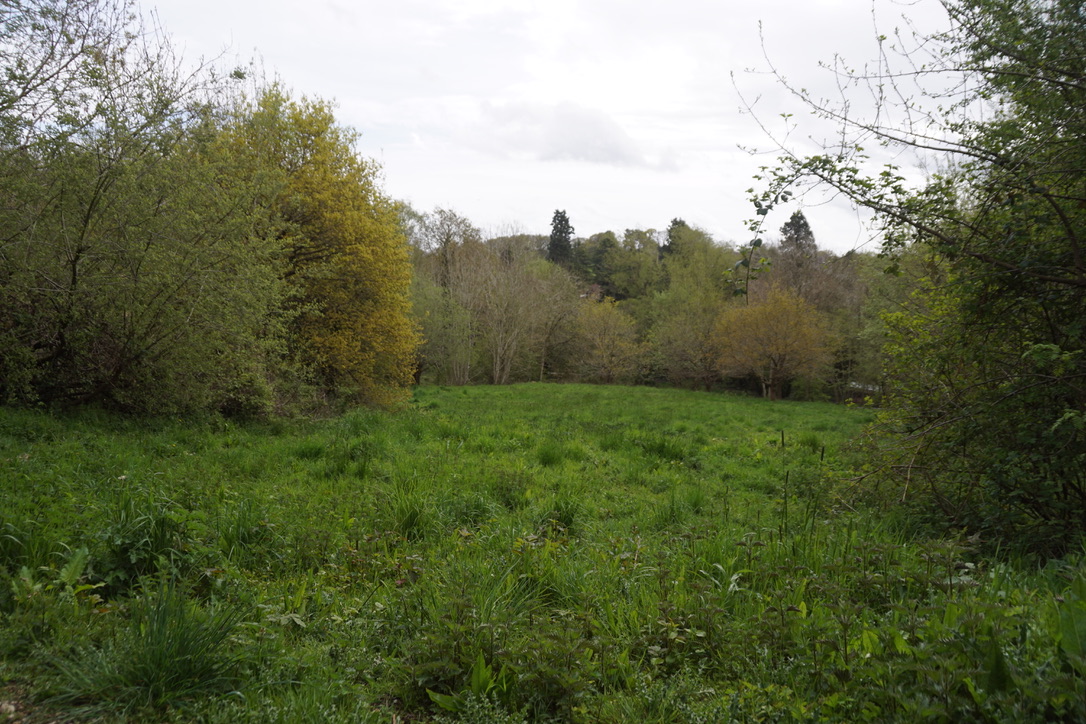 The Meadow - early May