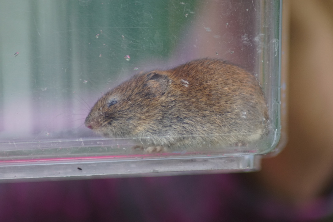 Bank Vole